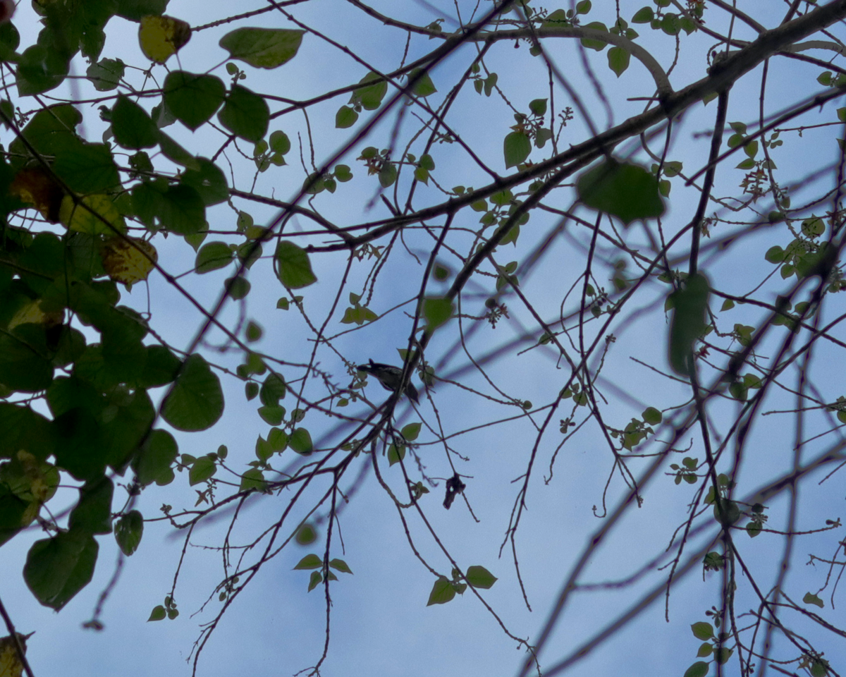 Asian Glossy Starling - ML316137981