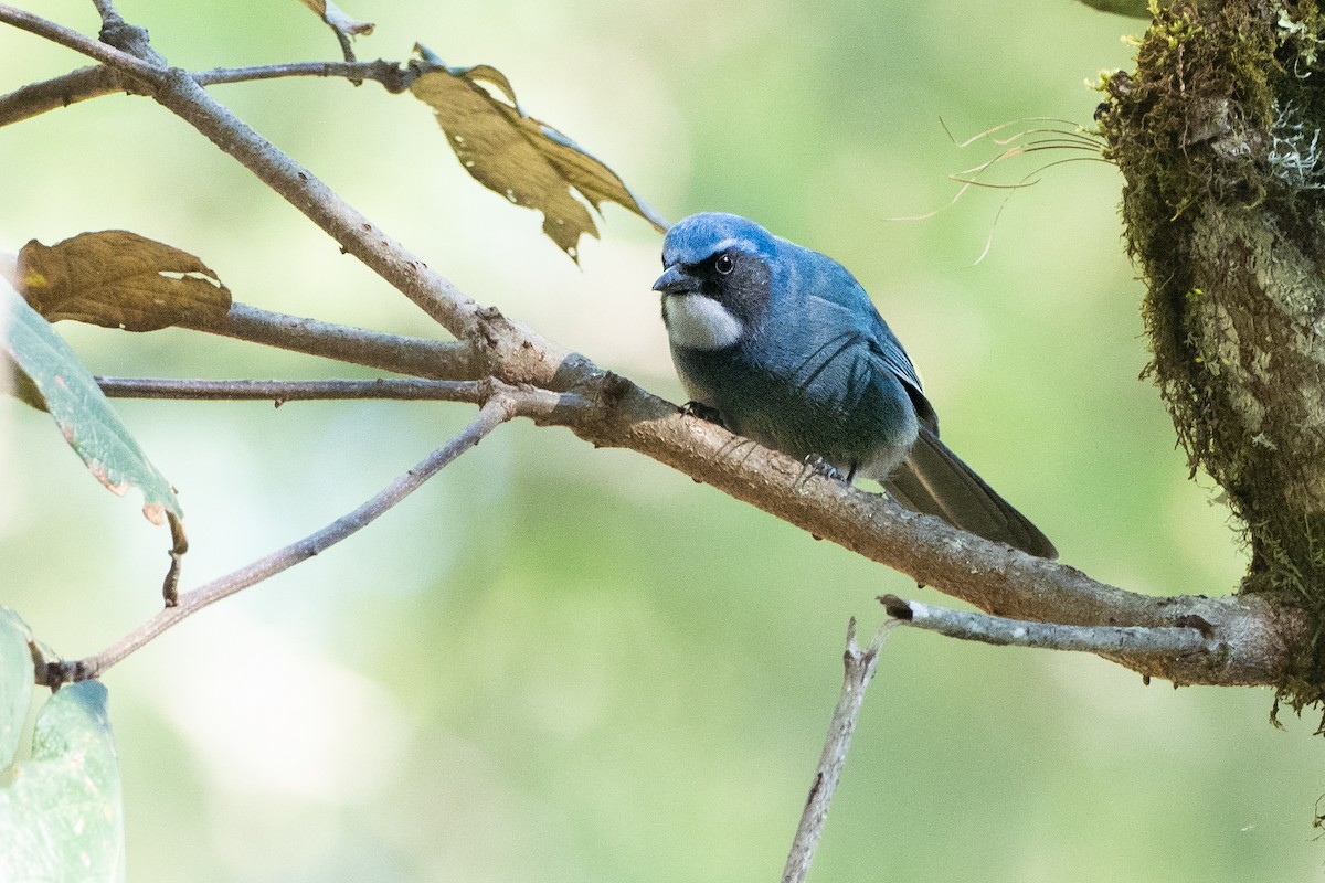 Dwarf Jay - Phil Chaon