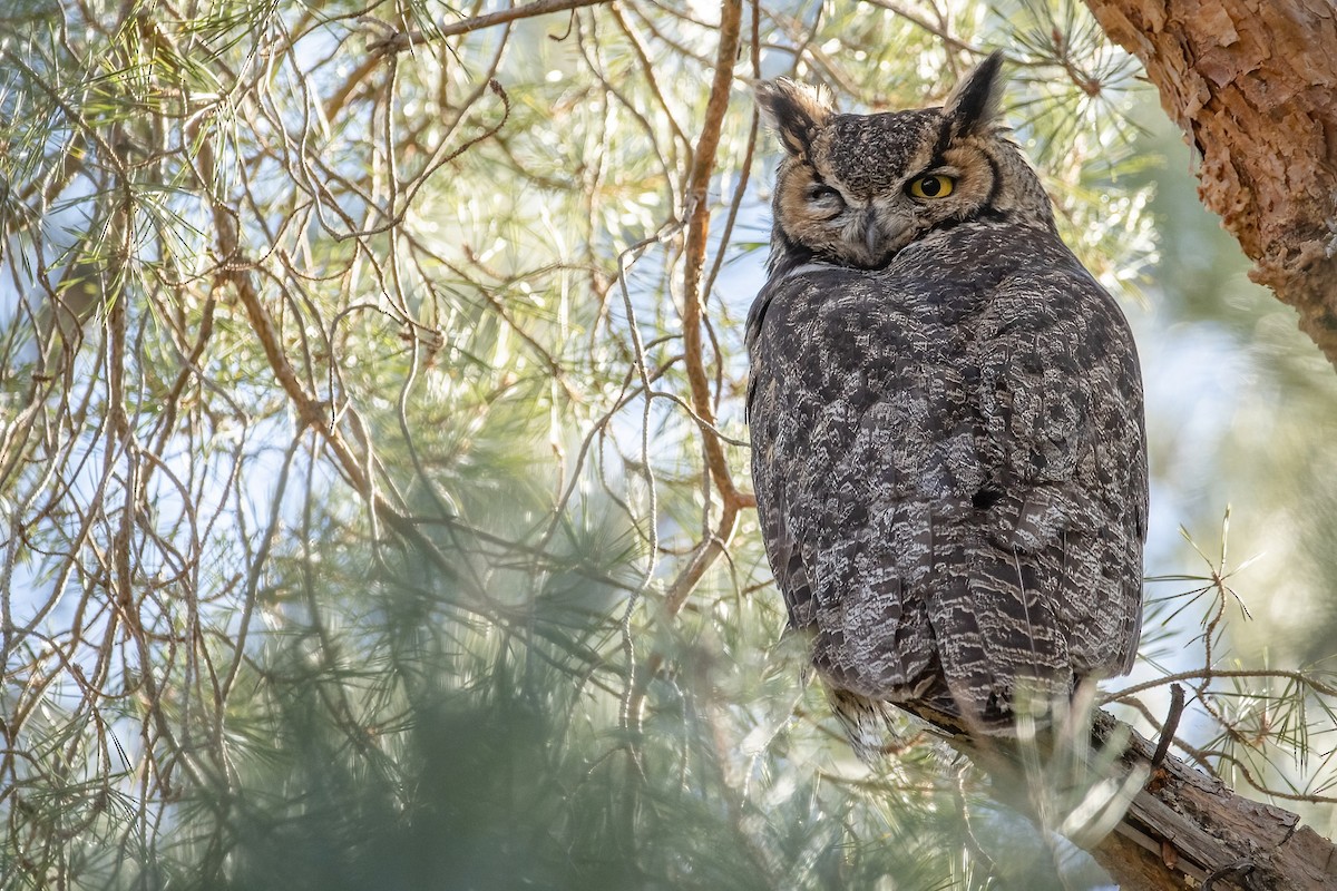 Great Horned Owl - ML316138711