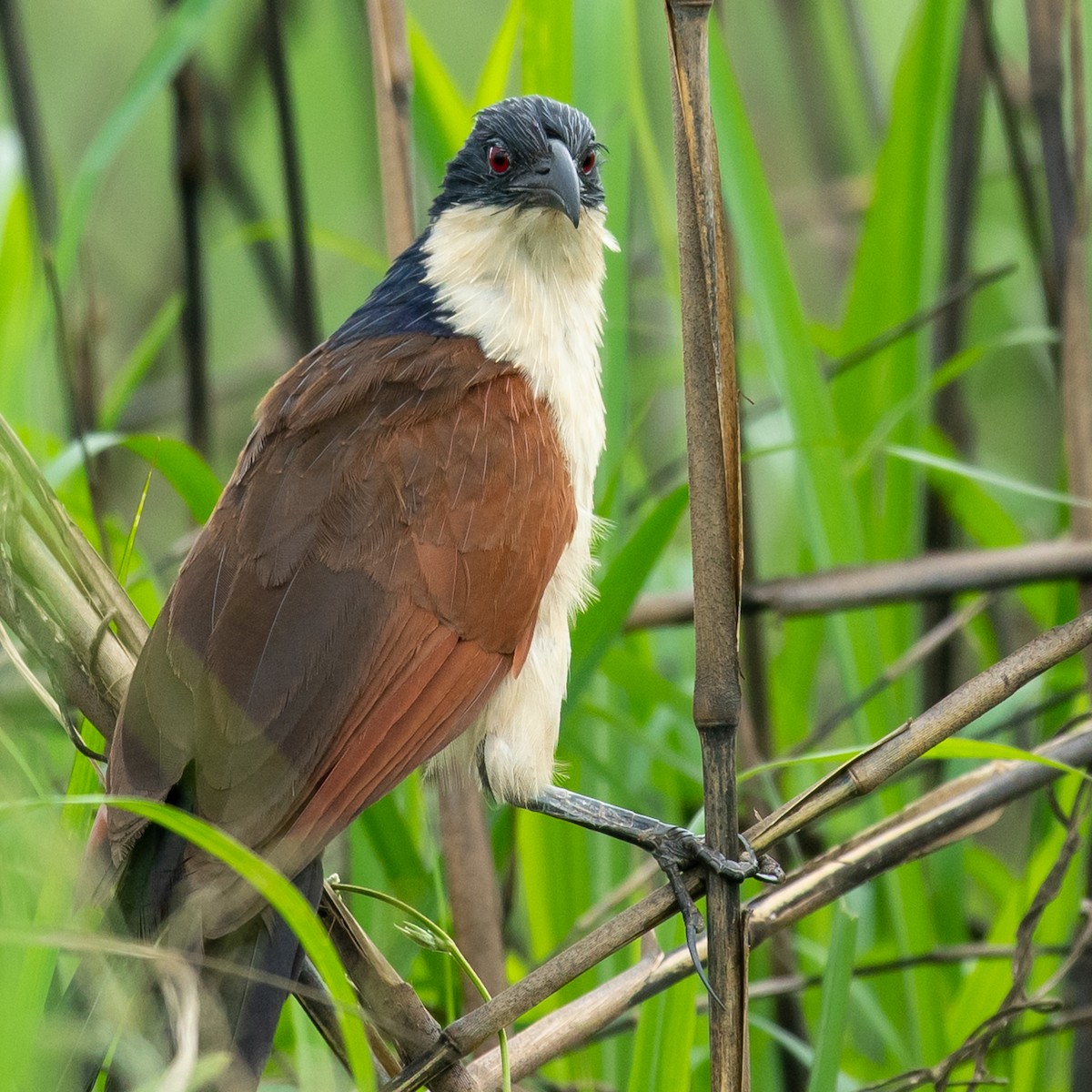 Coppery-tailed Coucal - ML316138971