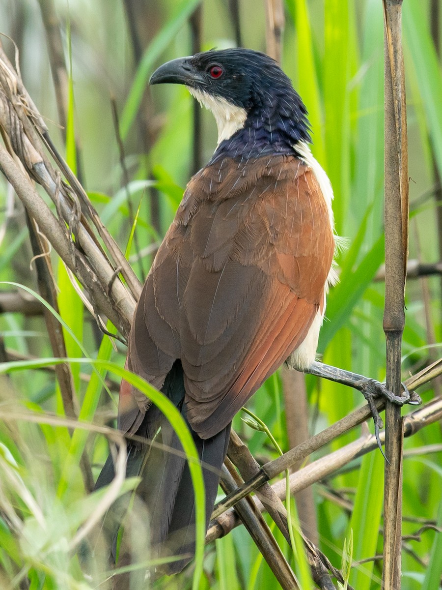 Coppery-tailed Coucal - Jean-Louis  Carlo