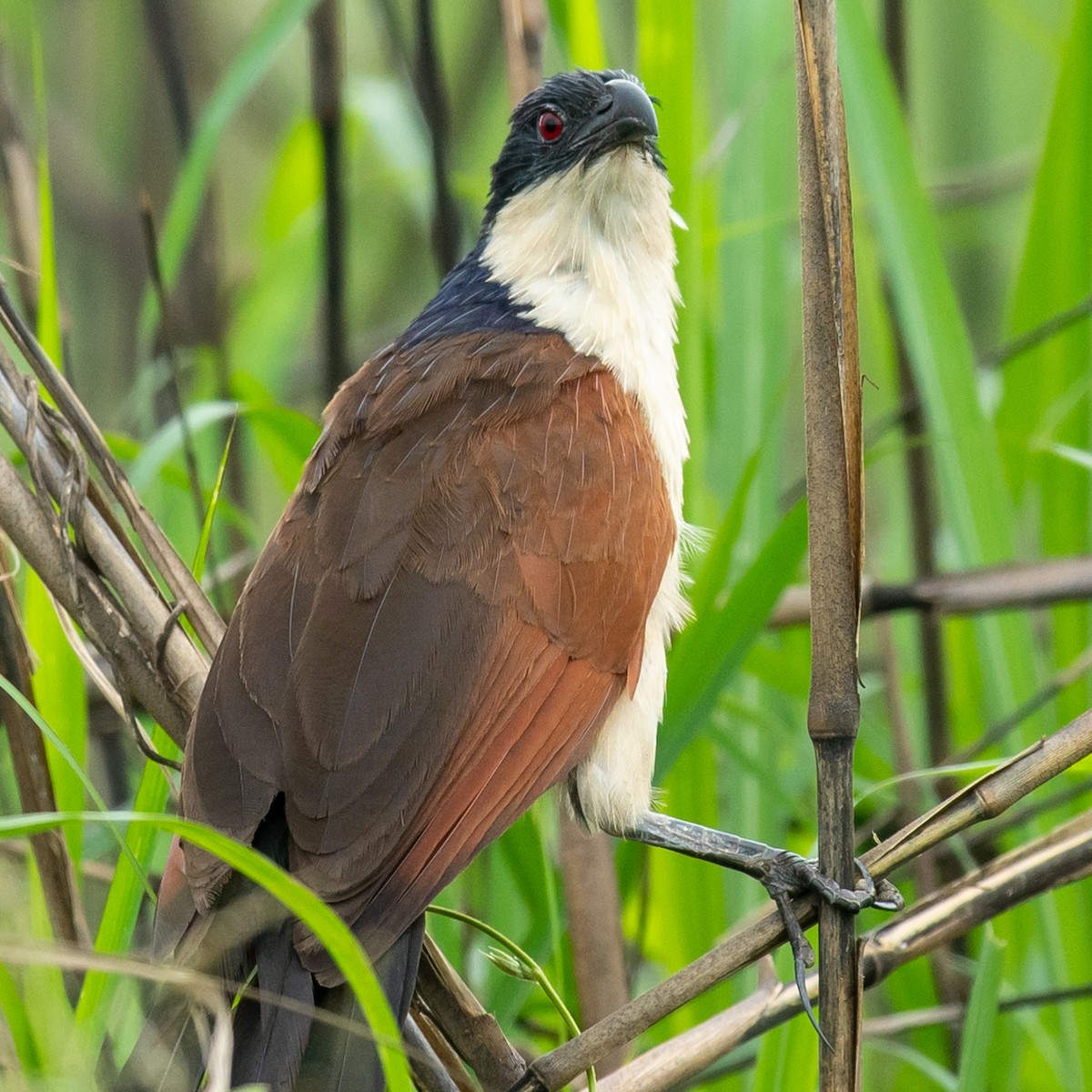 Coppery-tailed Coucal - ML316138991