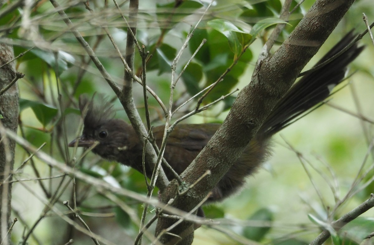 Eastern Whipbird - ML316139291