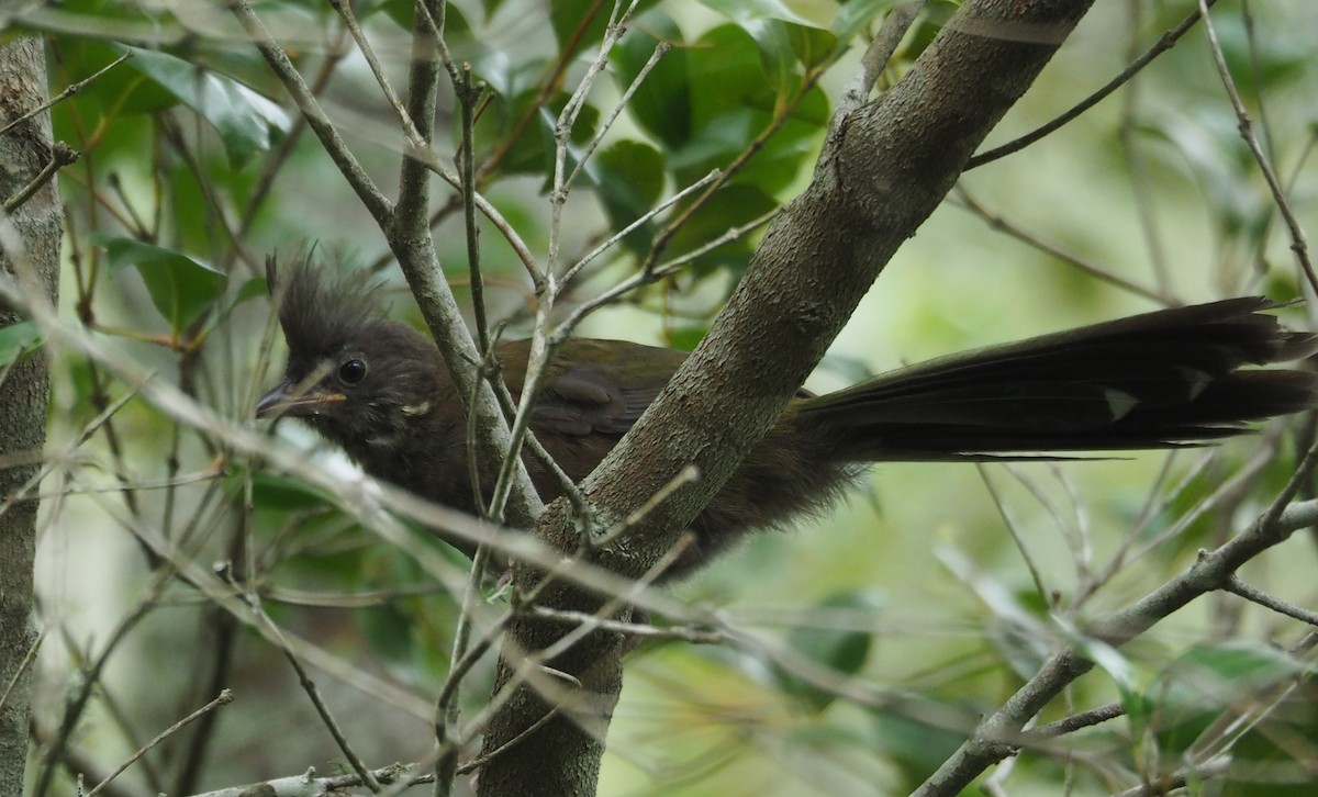 Eastern Whipbird - ML316139361