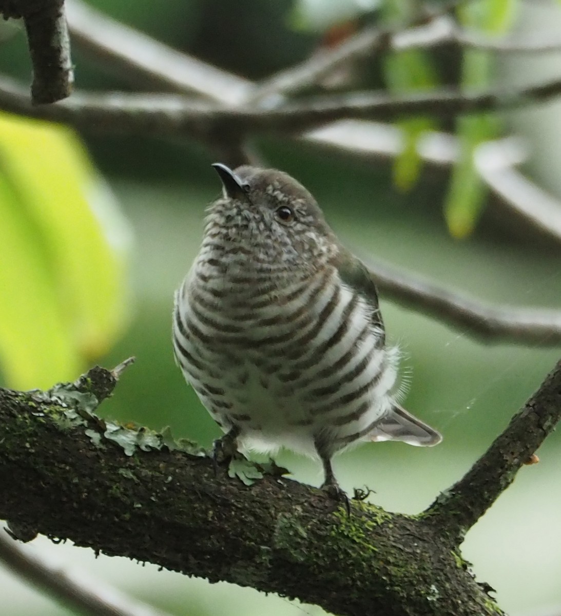 Shining Bronze-Cuckoo - Jenny Donald