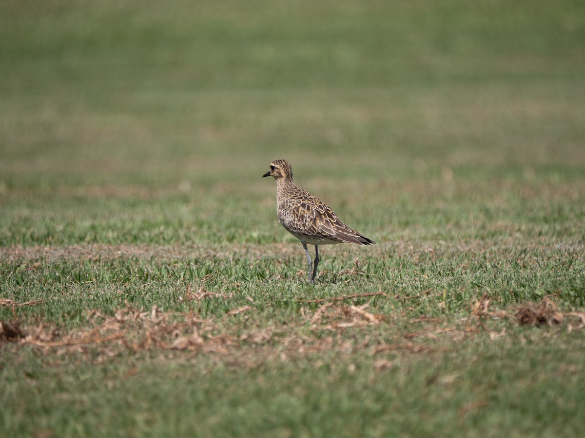 Pacific Golden-Plover - ML316139711