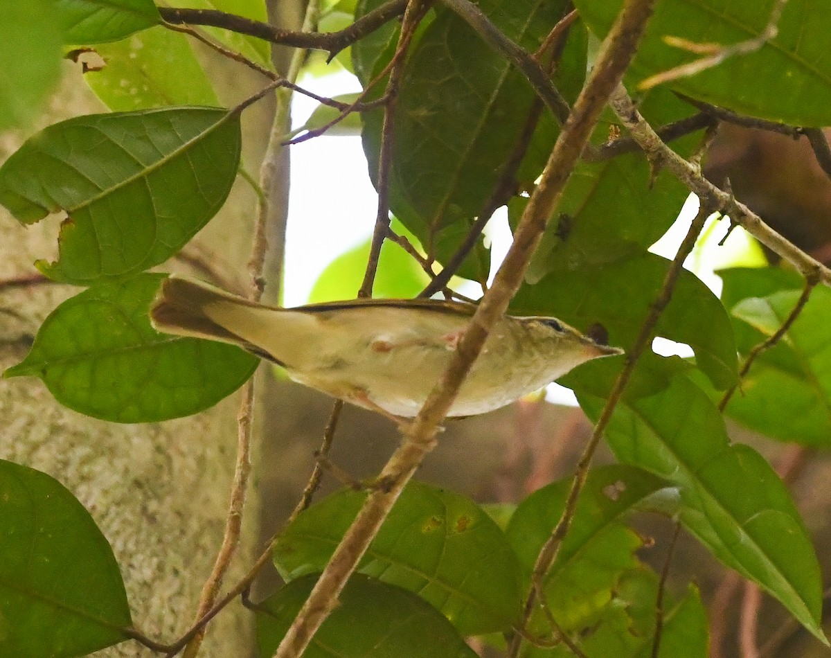 Sakhalin Leaf Warbler - Robin Arnold