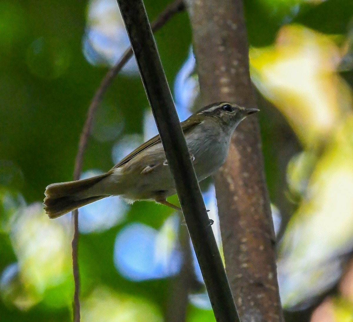 Sakhalin Leaf Warbler - ML316139851