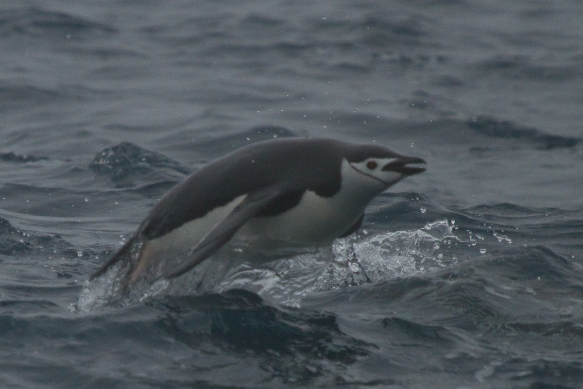 Chinstrap Penguin - David Robichaud