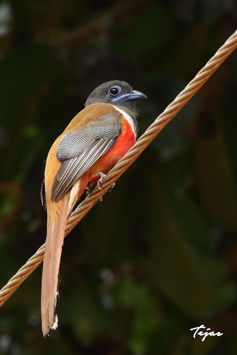 Malabar Trogon - ML316143781
