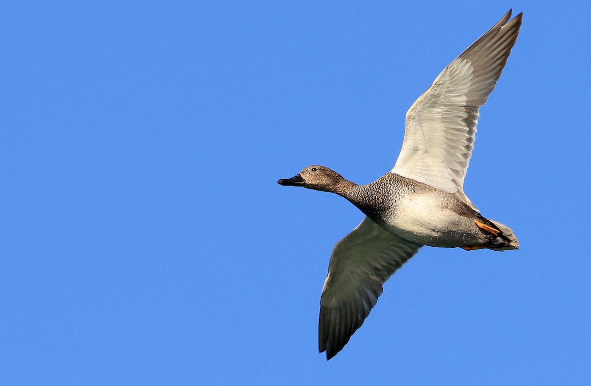 Gadwall - ML316147741