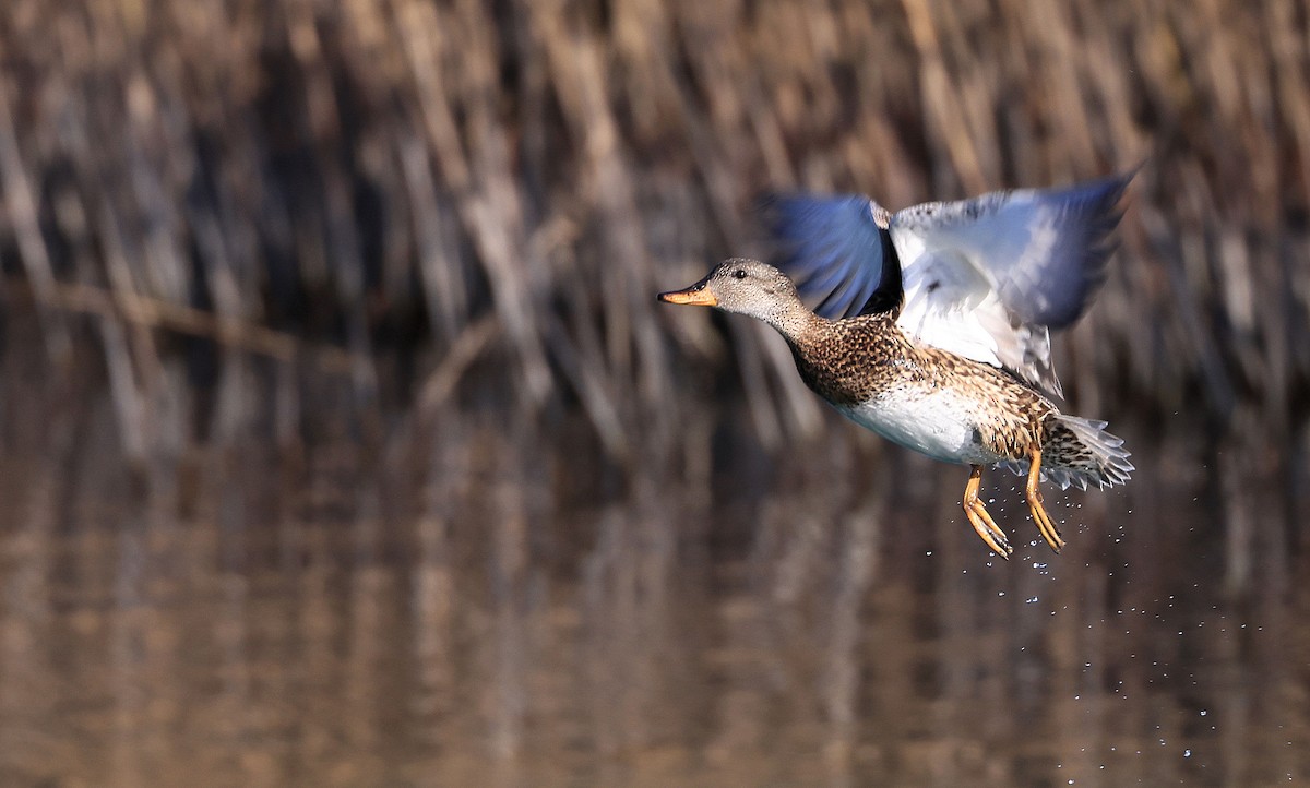 Gadwall - ML316147751