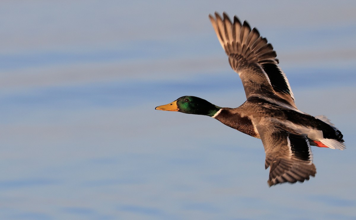 Mallard - Patrick MONNEY