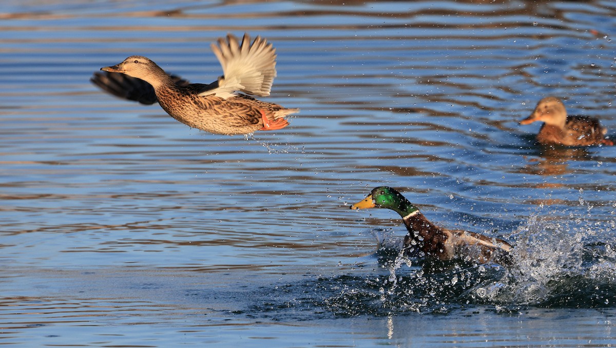 Canard colvert - ML316147871