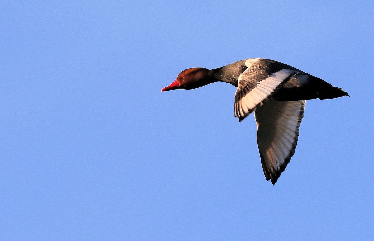 Red-crested Pochard - ML316147881