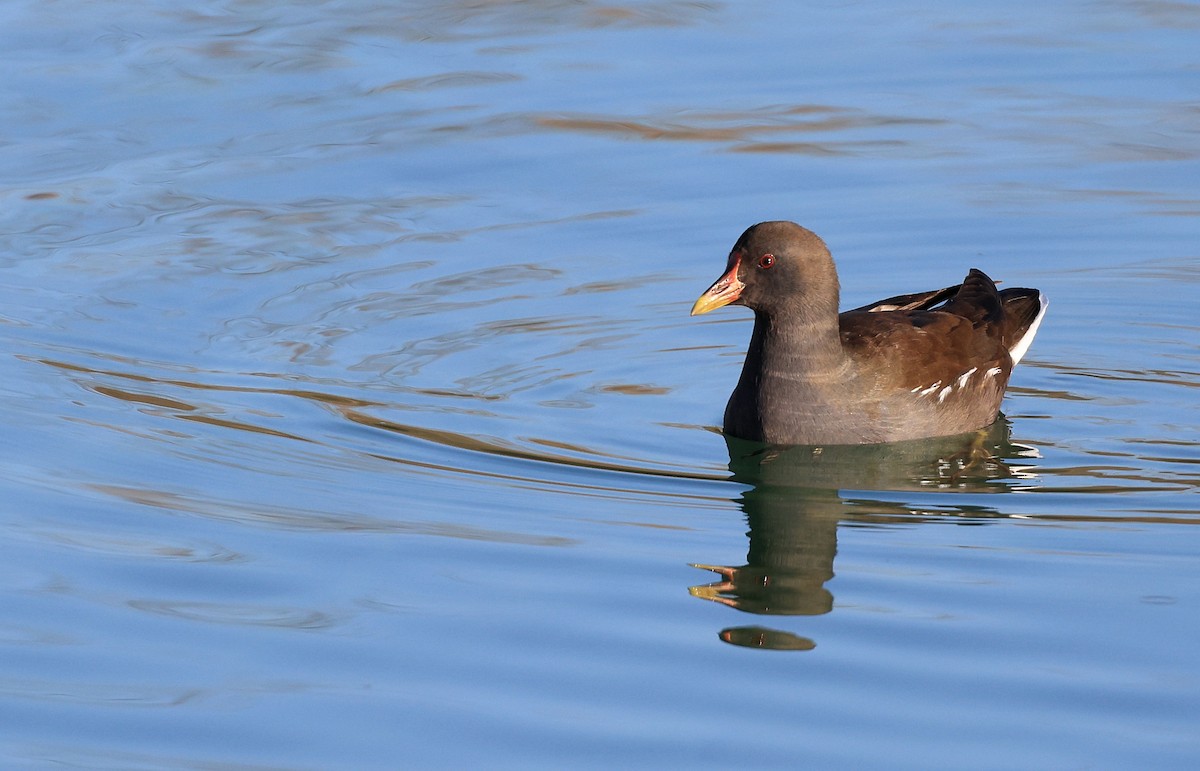 Gallinule poule-d'eau - ML316147931