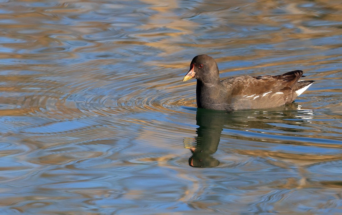 Eurasian Moorhen - ML316147941