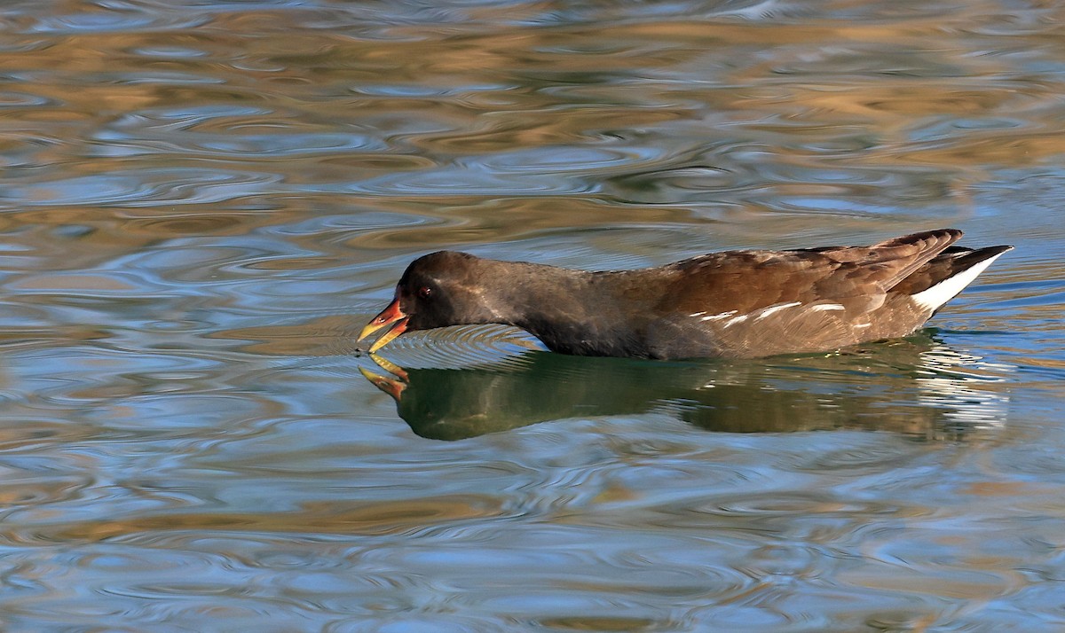 Gallinule poule-d'eau - ML316147961