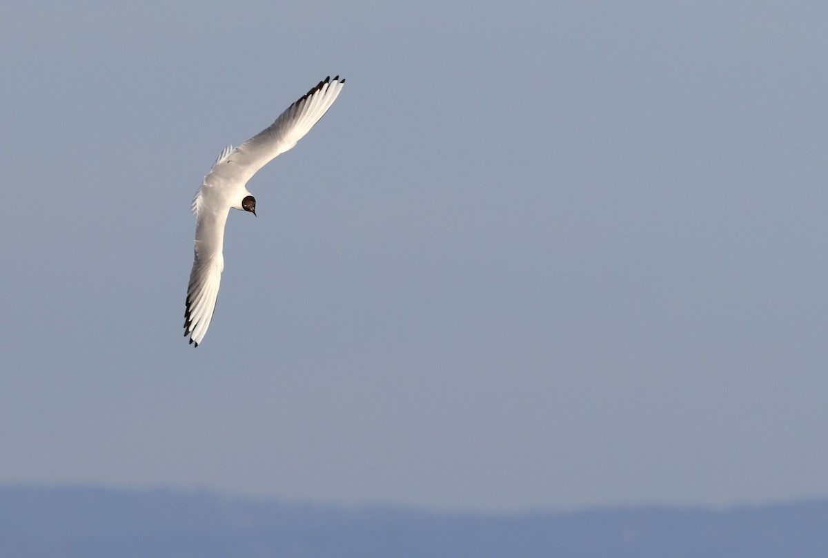 Black-headed Gull - ML316147991