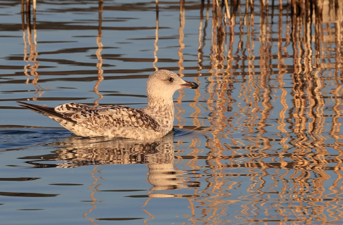 Yellow-legged Gull - Patrick MONNEY