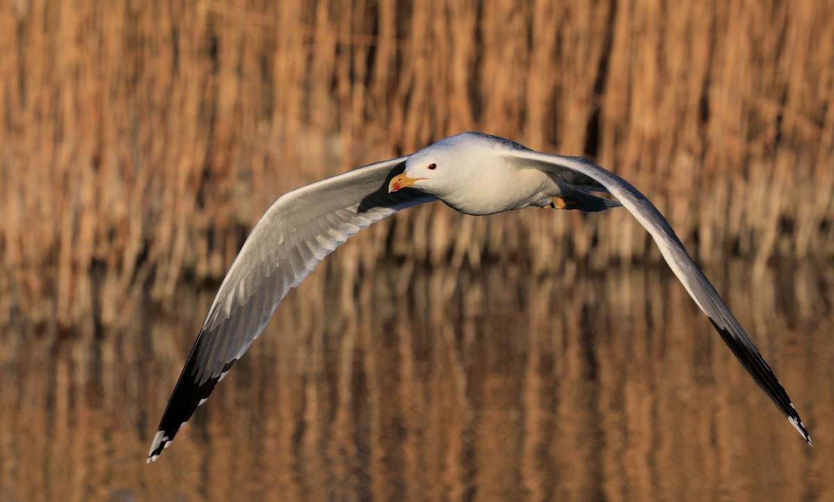 Yellow-legged Gull - ML316148011