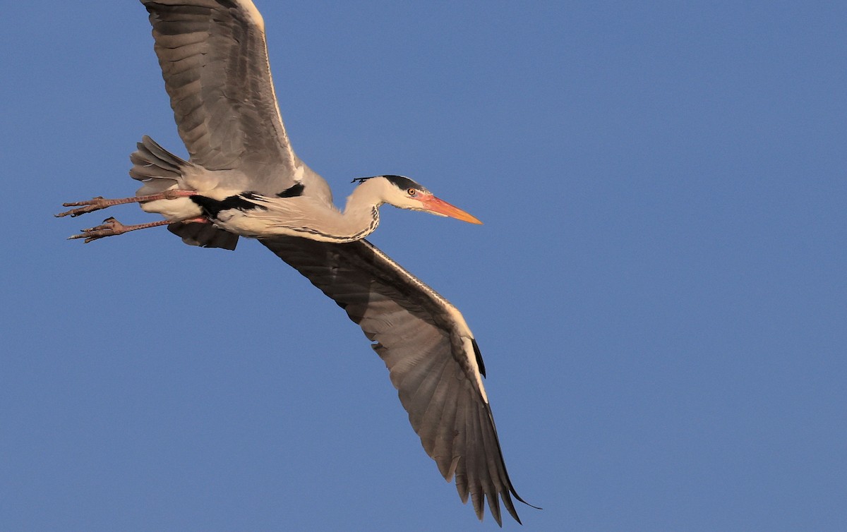 Gray Heron - Patrick MONNEY