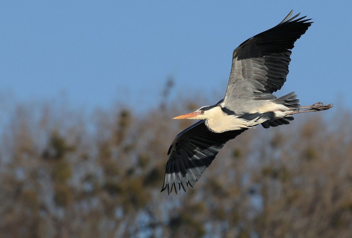 Gray Heron - ML316148041