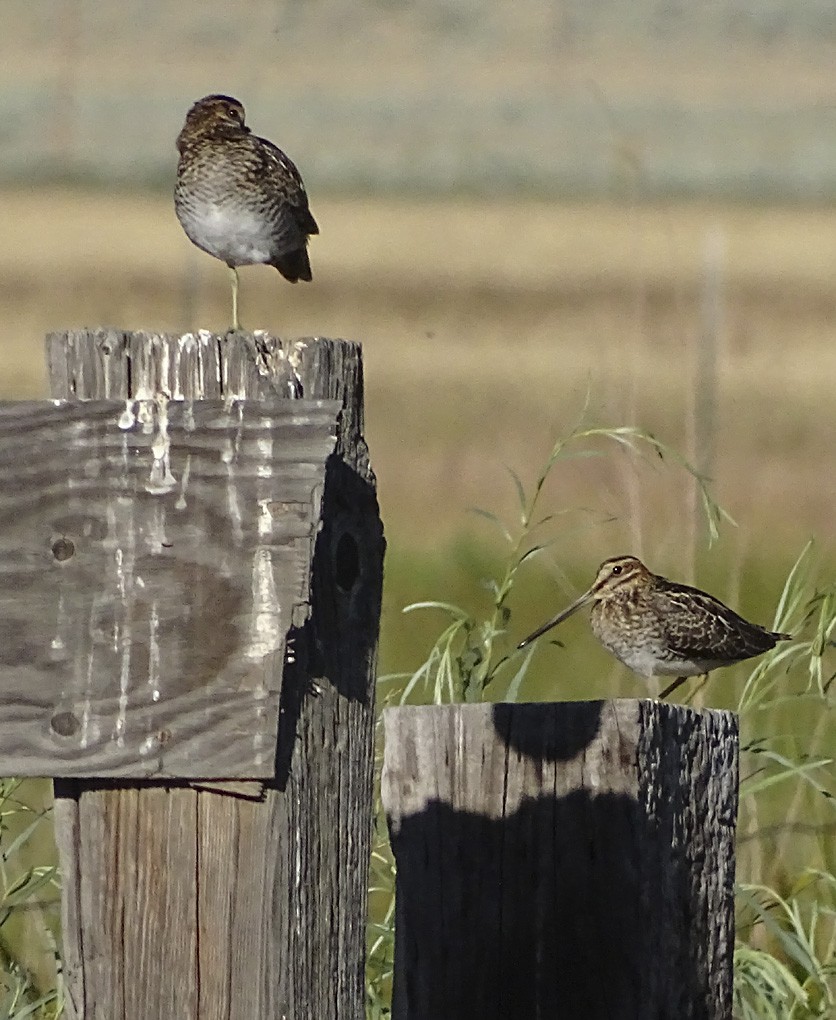 Wilson's Snipe - ML31614951