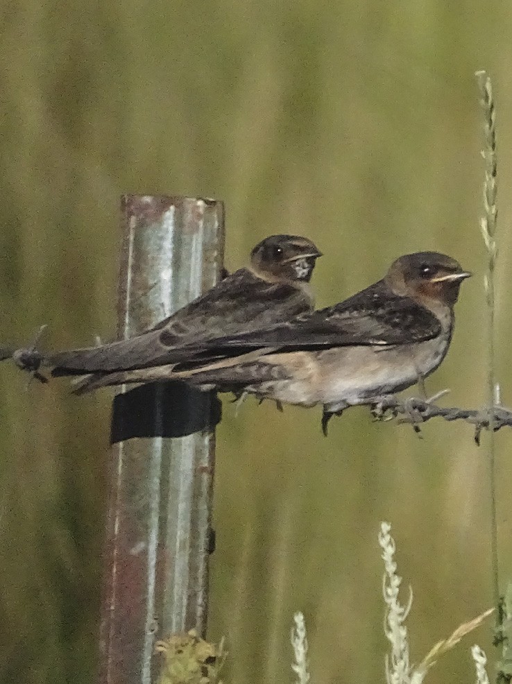 Cliff Swallow - ML31615001