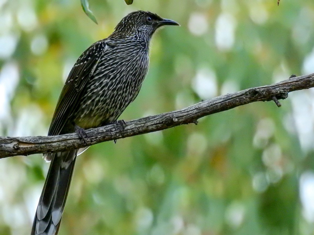 Little Wattlebird - ML316151331