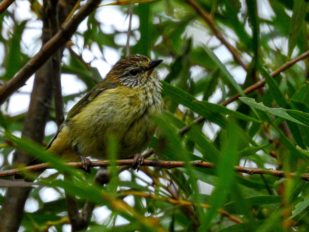 Striated Thornbill - ML316151451