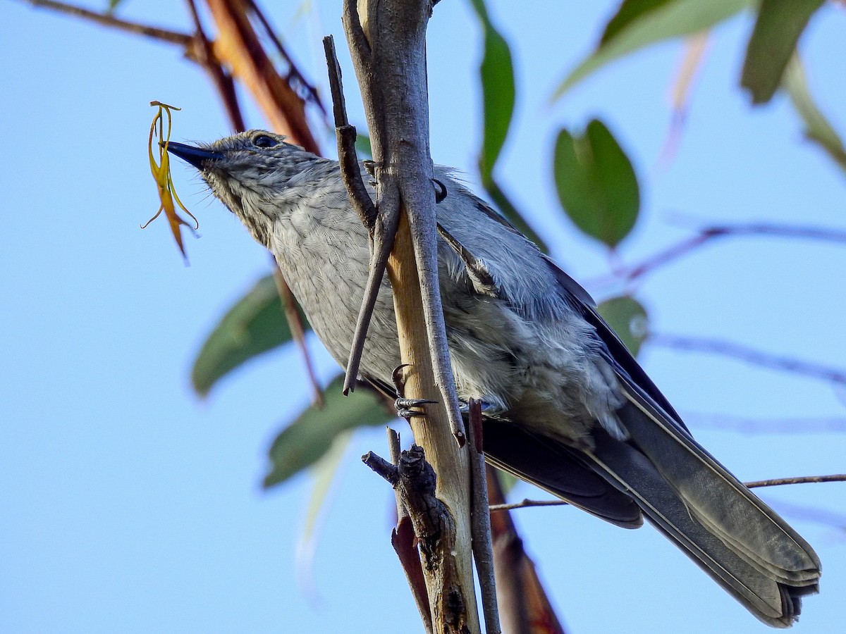 Gray Shrikethrush - Peter Stevens