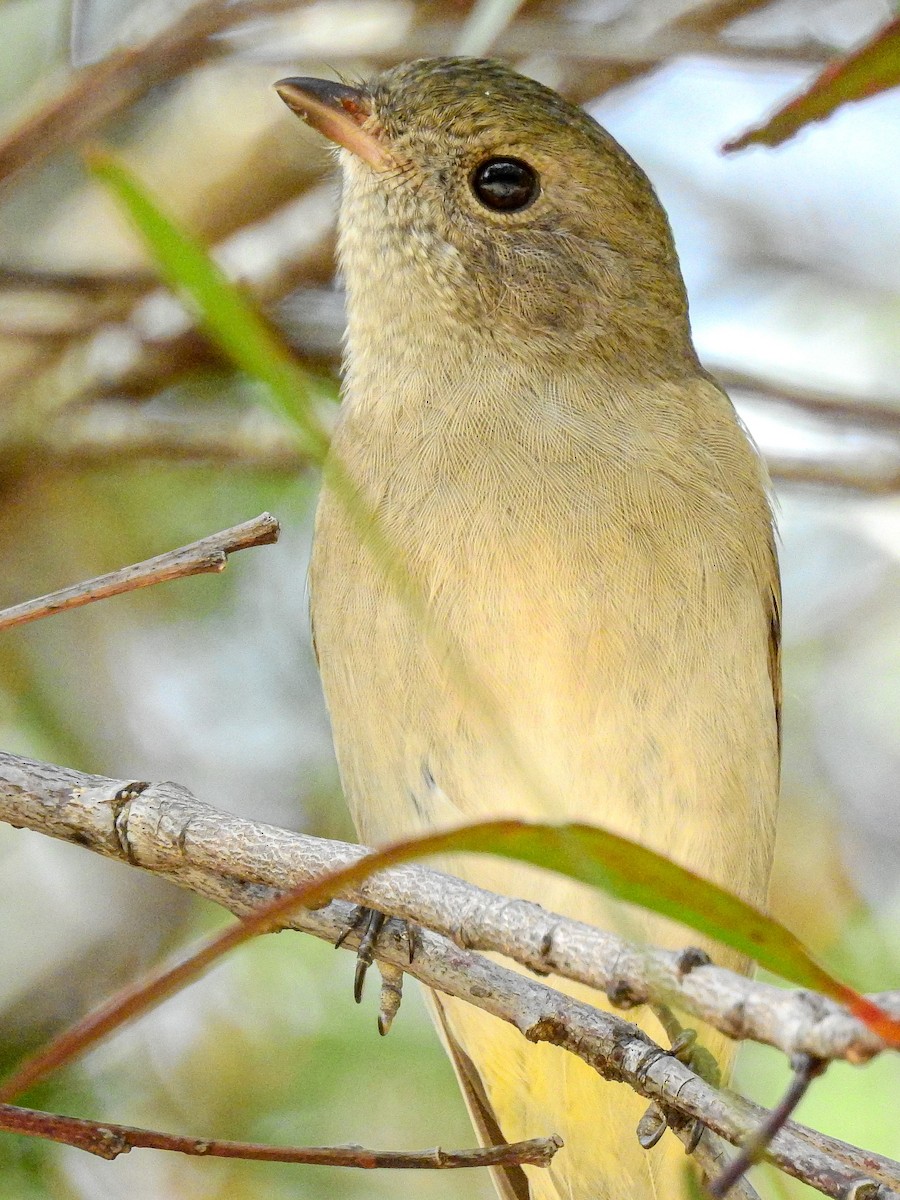 Golden Whistler - Peter Stevens