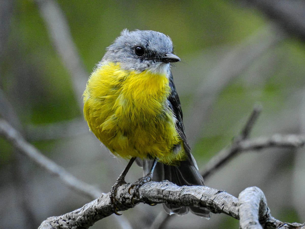 Eastern Yellow Robin - Peter Stevens