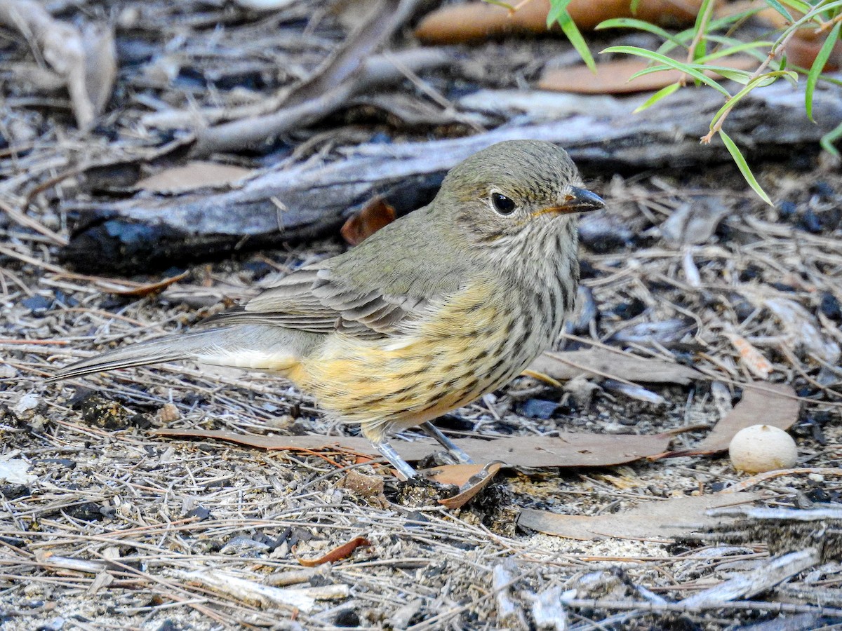 Rufous Whistler - Peter Stevens