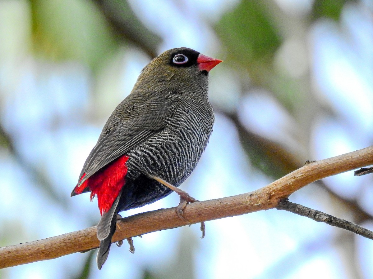 Beautiful Firetail - Peter Stevens