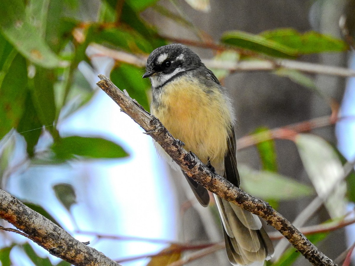 Gray Fantail - Peter Stevens