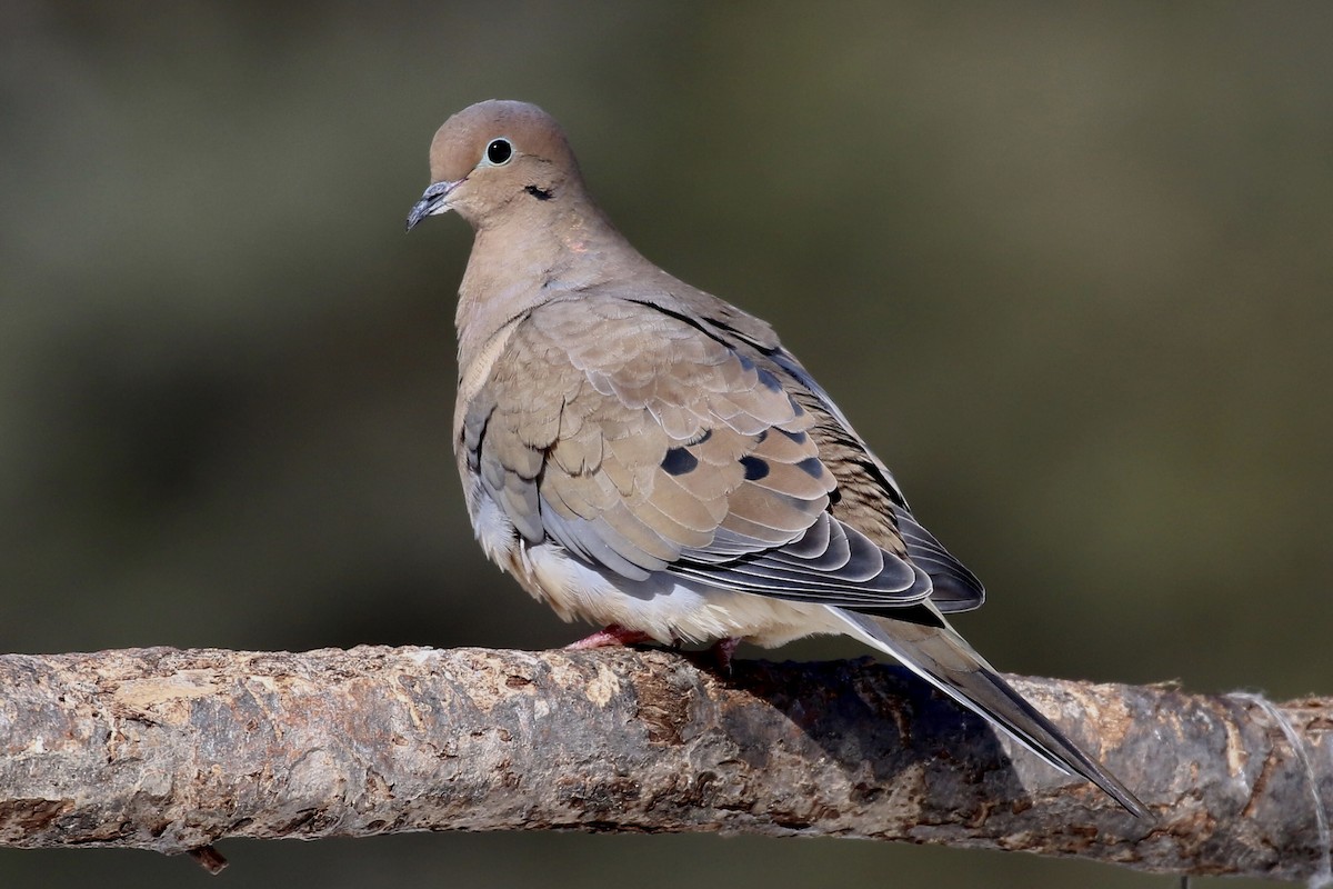 Mourning Dove - ML316152021