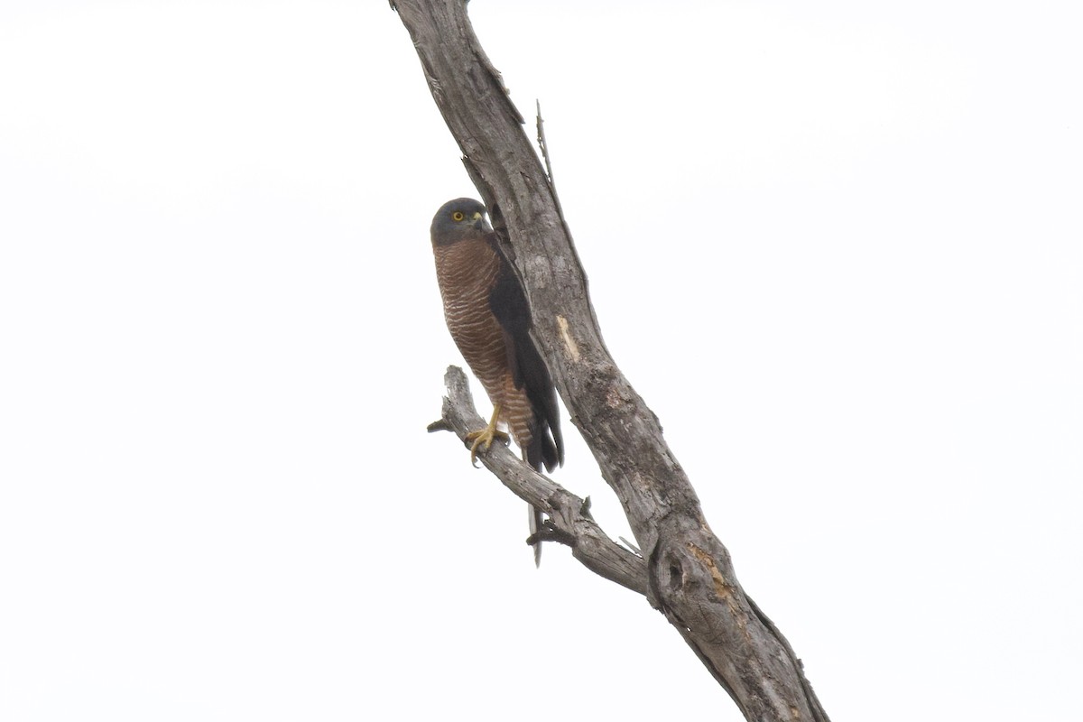 Collared Sparrowhawk - Peter Allen