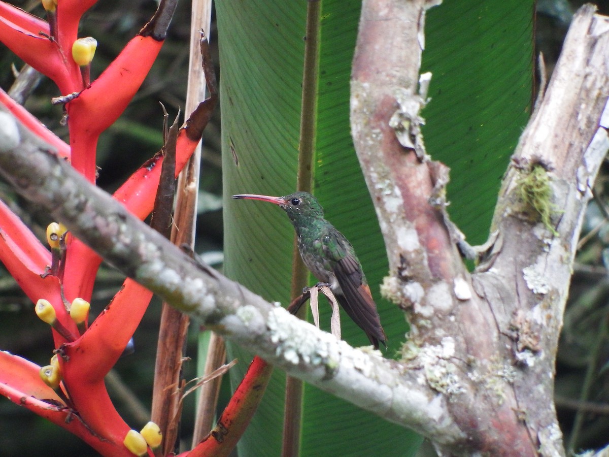 Rufous-tailed Hummingbird - ML316154401