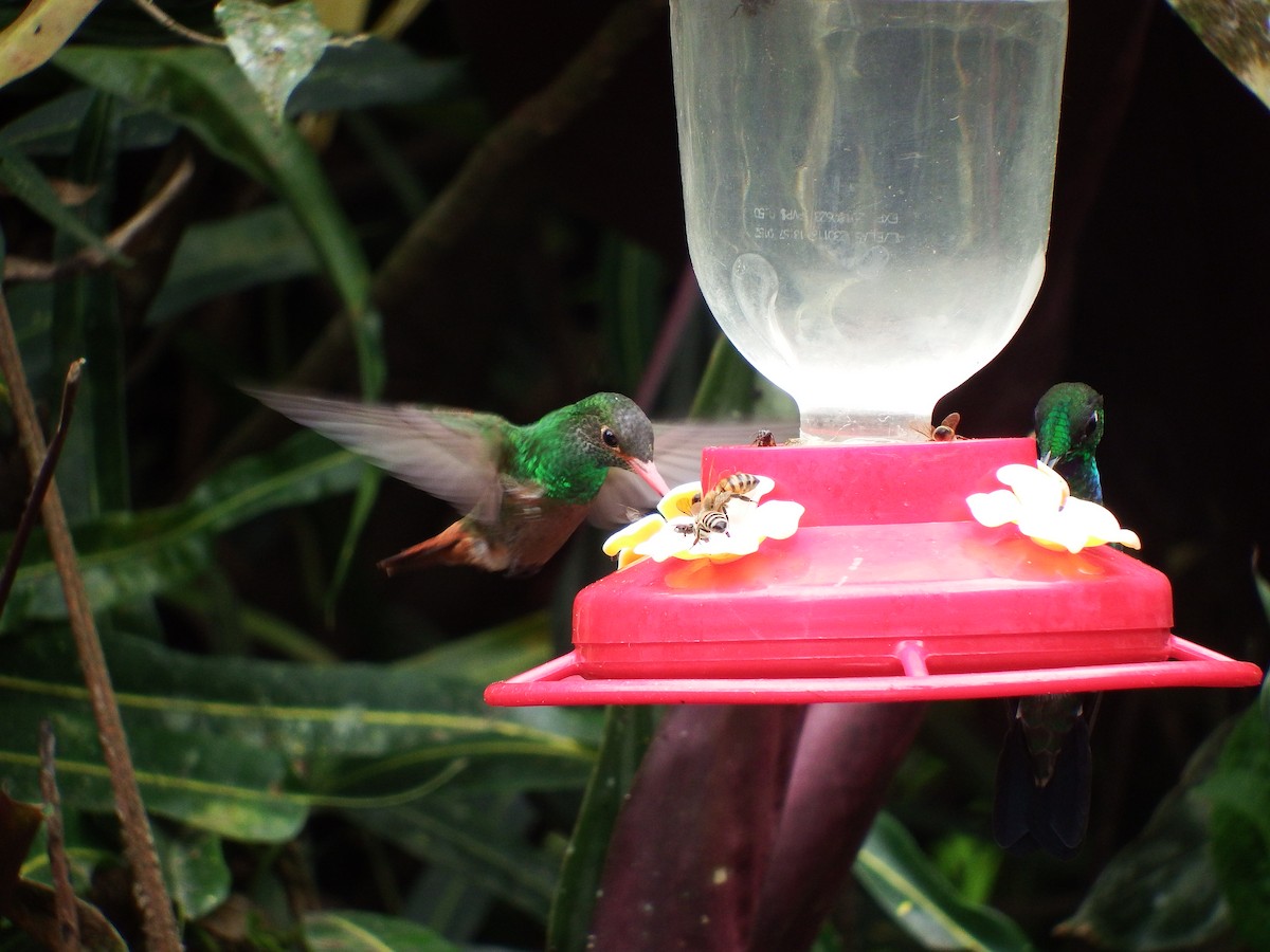 Rufous-tailed Hummingbird - D HARVEY