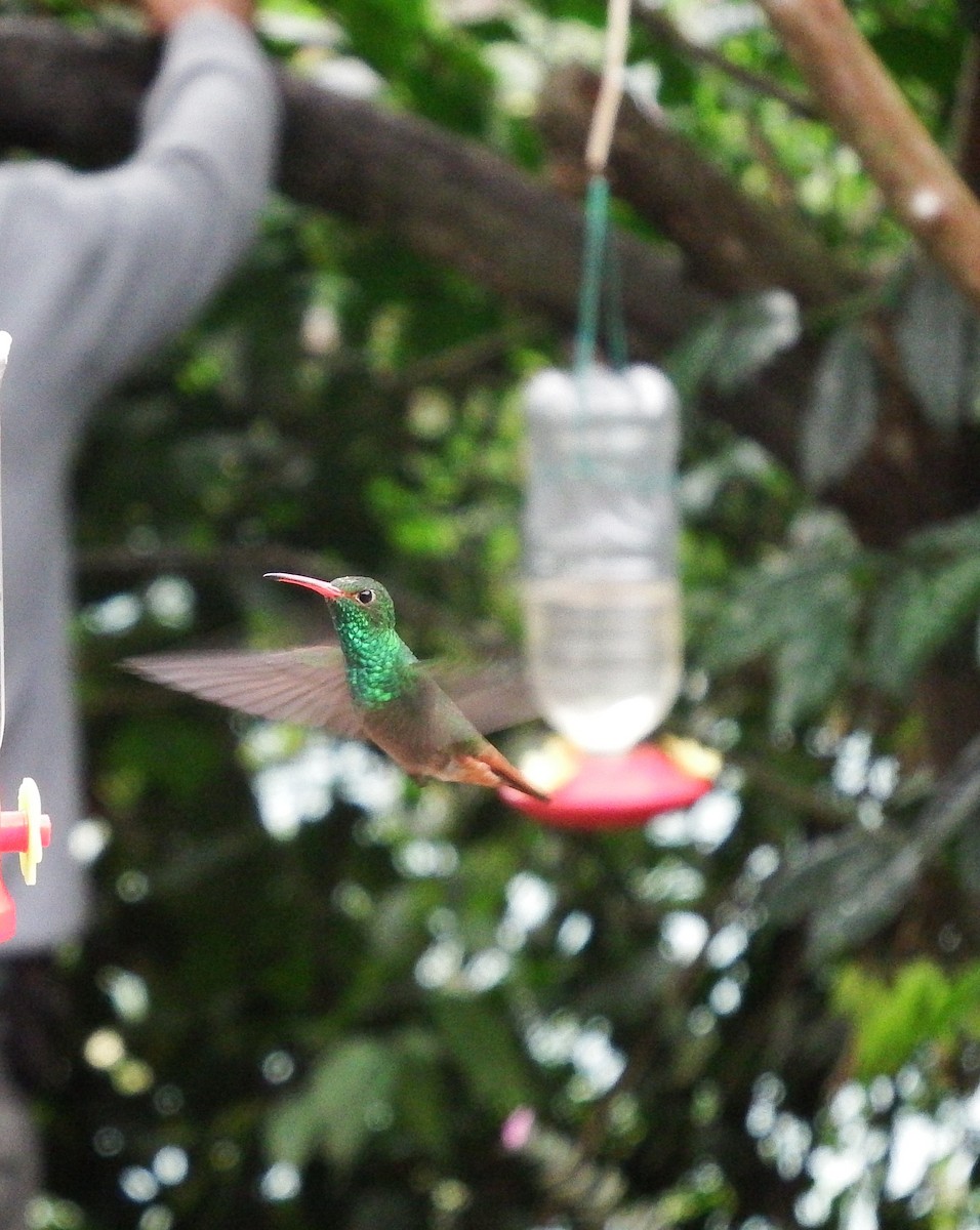 Rufous-tailed Hummingbird - ML316154461