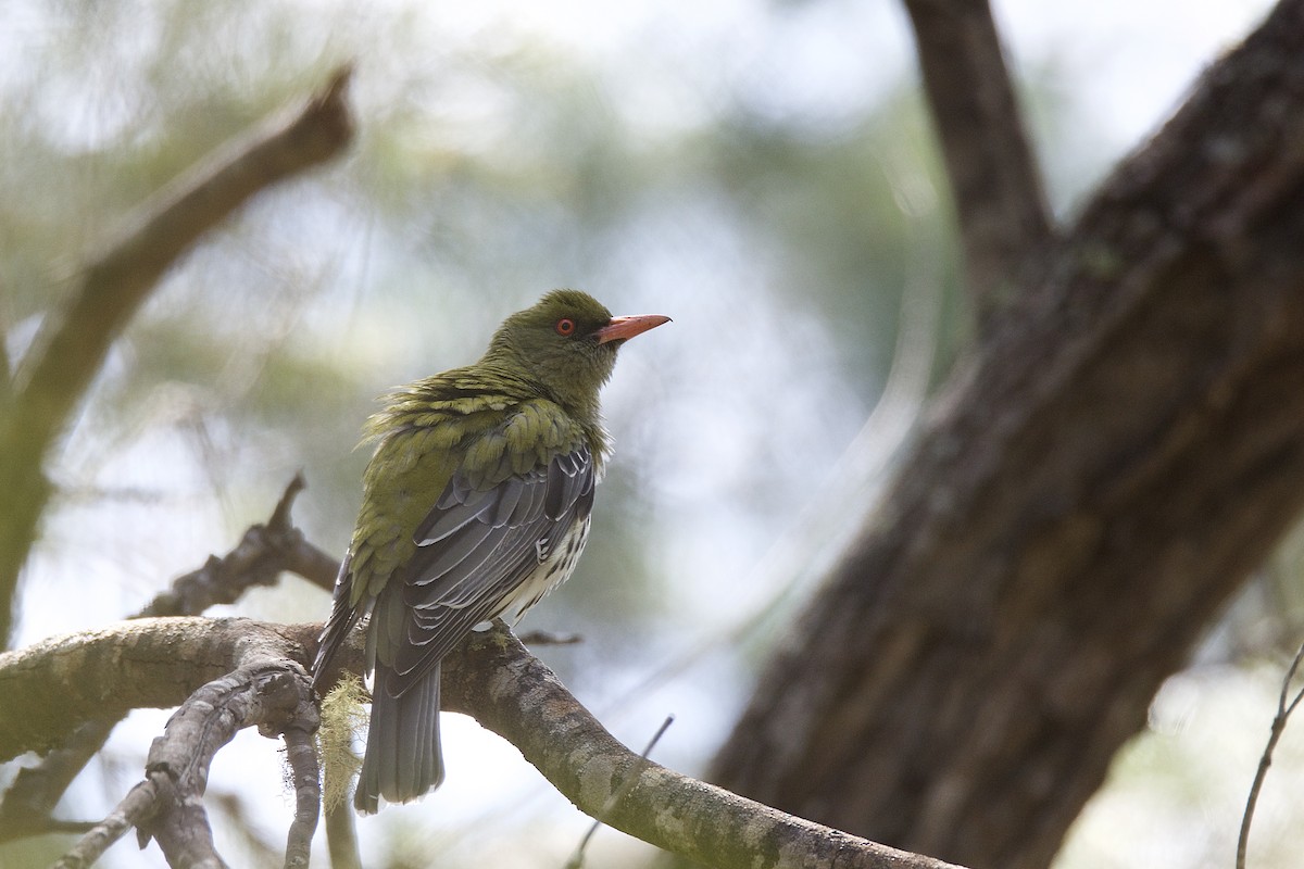 Olive-backed Oriole - ML316156051