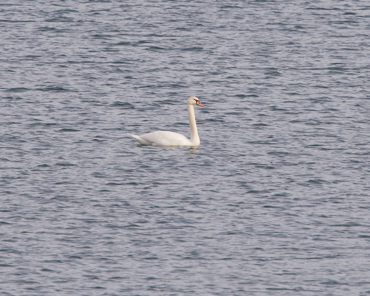 Cygne tuberculé - ML316156271