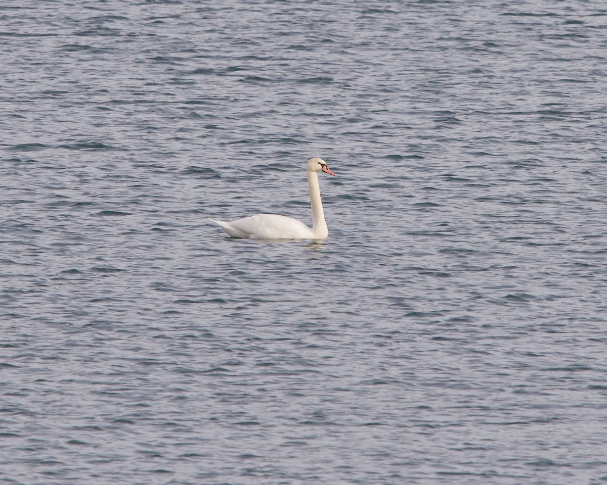 Mute Swan - ML316156271