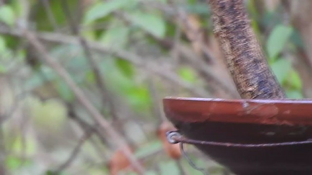 Black-naped Monarch - ML316156551