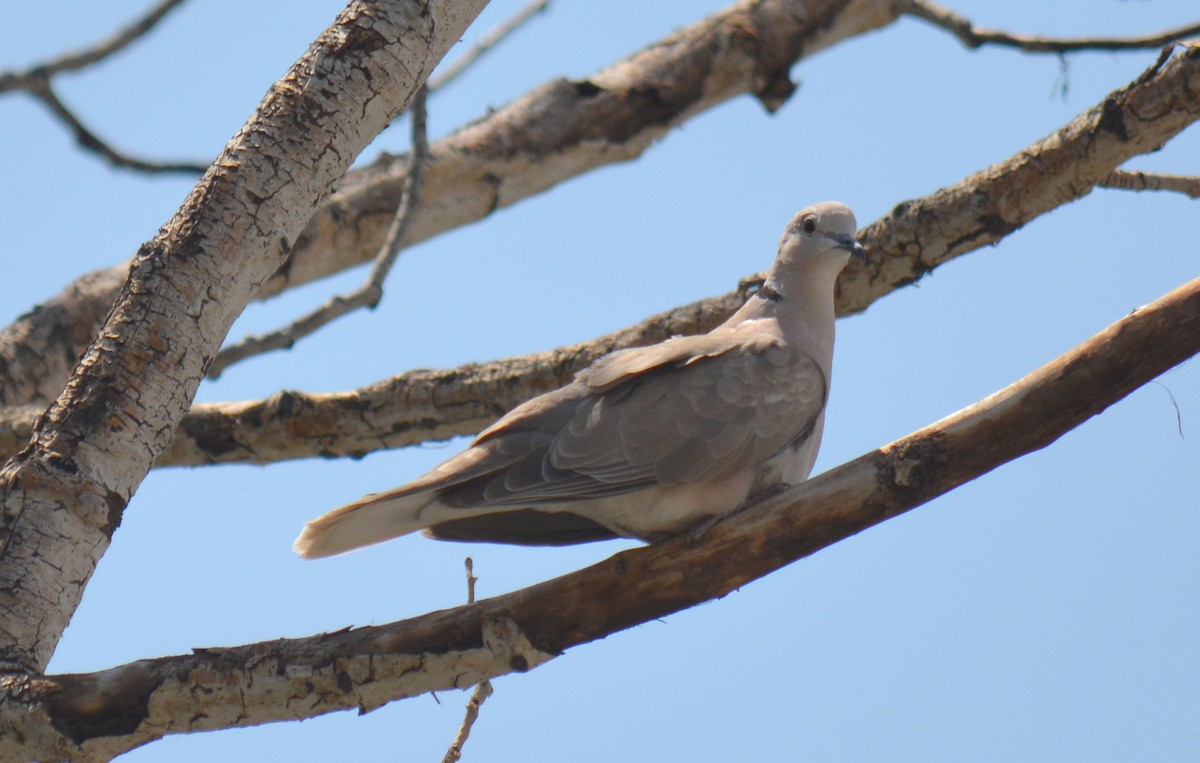 African Collared-Dove - ML31615691