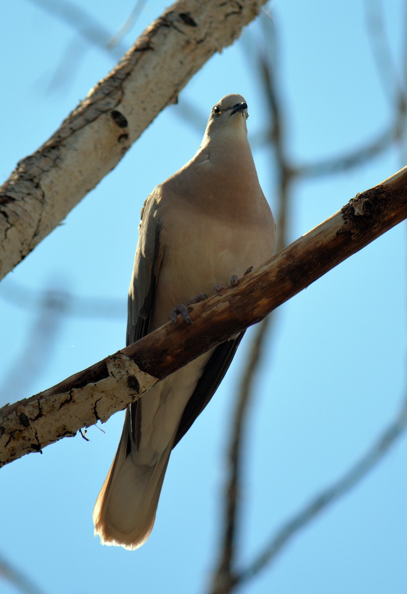 African Collared-Dove - ML31615701