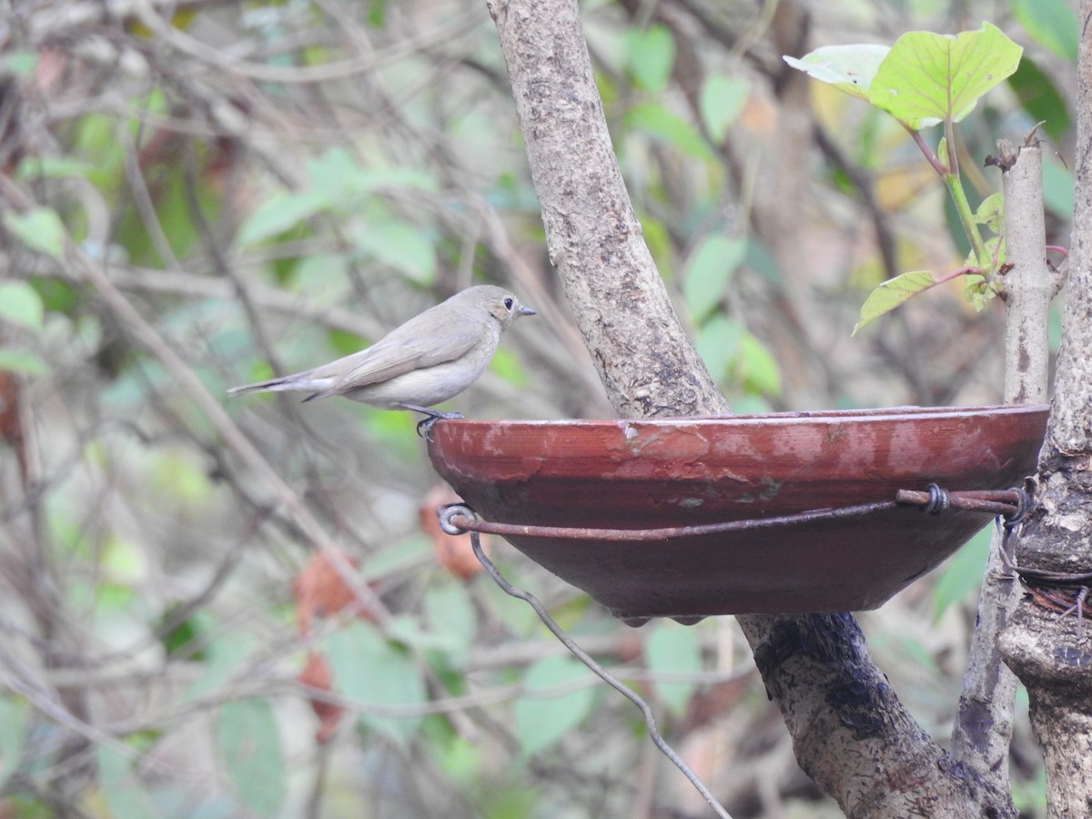 Taiga Flycatcher - ML316157331