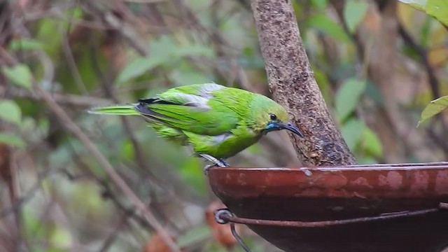 Jerdon's Leafbird - ML316157671